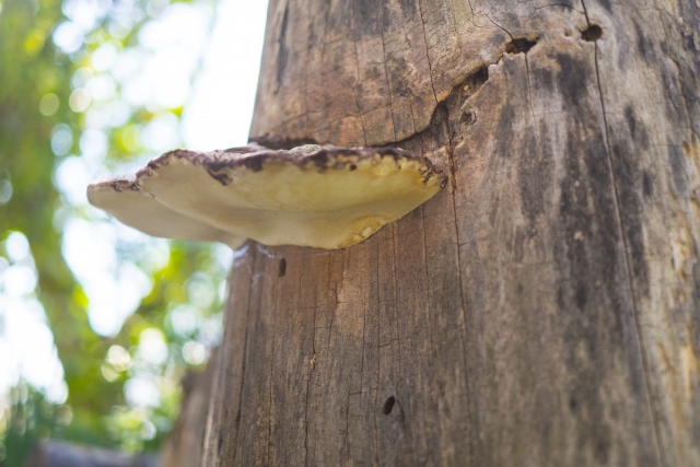 健康酢・限定ビワミンに配合される霊芝